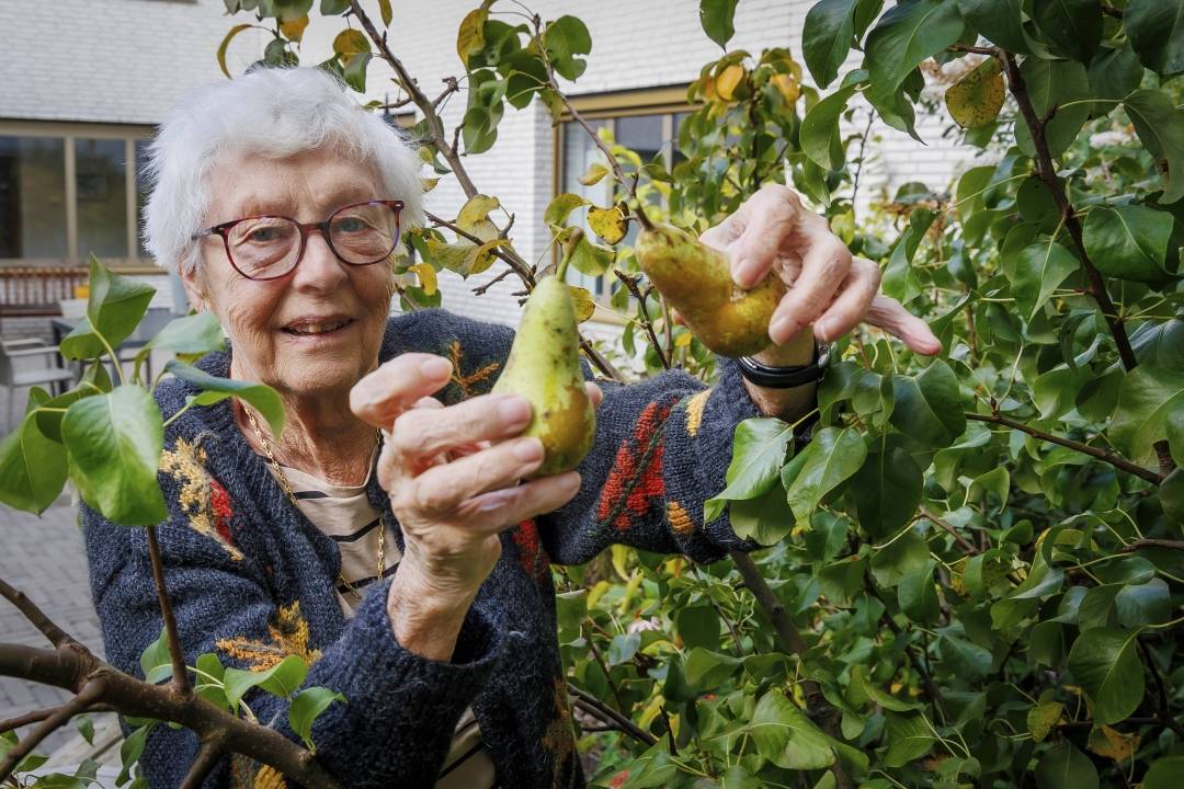 Afbeelding van Sevagram